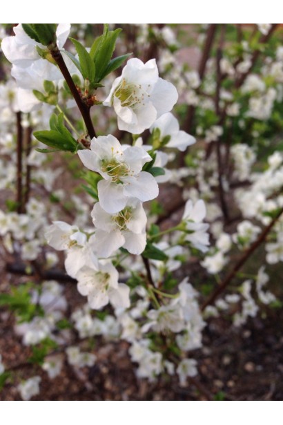 Цветение сливы Кинг Конг